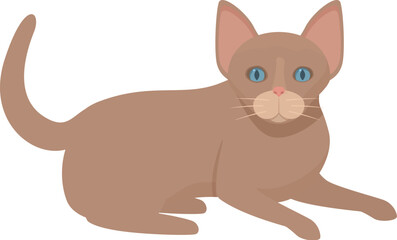 Brown cat with blue eyes is lying down, its tail curled behind it