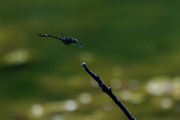 池の枝にとまるオニヤンマ