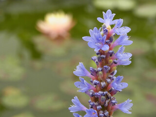 Fiore palustre