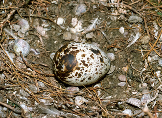 Eggs of seabirds, terns on a nest on the island of Tiligul estuary