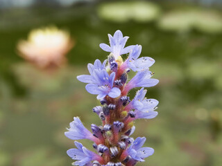 Fiore palustre