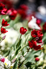 Colorful flowers in garden. HDR Image (High Dynamic Range).