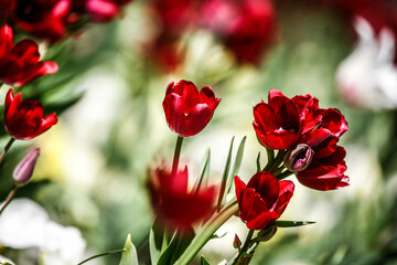 Colorful flowers in garden. HDR Image (High Dynamic Range).