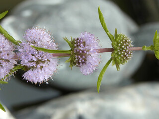 Fiore palustre