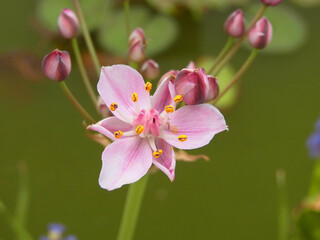 Fiore palustre