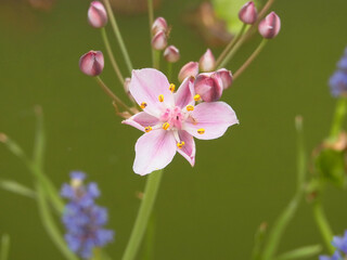 Obraz premium Fiore palustre