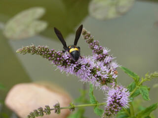Fiore palustre