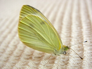 Farfalla