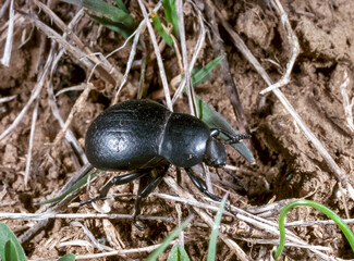 Gnaptor spinimanus - a black beetle crawls in dry grass