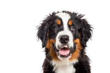 Portrait Head Of A Happy Bernese Mountain Dog With A Transparent Background, Puppy Bernese Mountain Dog Bread, PNG, Cut Out