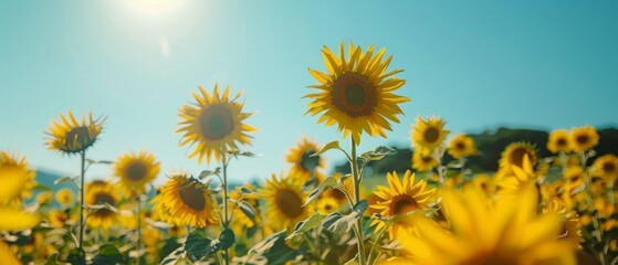 Field of blooming sunflowers in Japan stretches golden petals towards clear blue sky, creating