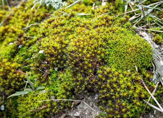 Green wet moss from the steppe in southern Ukraine