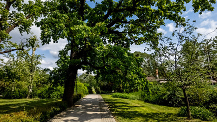 Sunny day in a serene park with lush green trees, perfect for Earth Day themes and outdoor leisure concepts