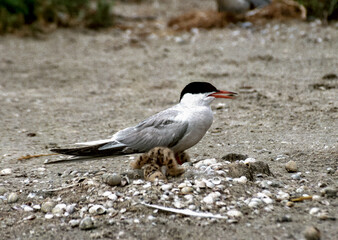 The common tern (Sterna hirundo), adult bird on the sand near a nest on the shore of the estuary
