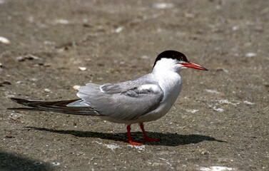 The common tern (Sterna hirundo), adult bird on the sand near a nest on the shore of the estuary