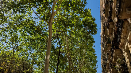 Obraz premium Lush green trees towering over a city street, contrasting an urban facade, symbolizing Arbor Day and sustainable urban planning