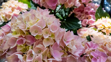 Close-up of pastel-hued hydrangea flowers, related to spring and Mother's Day concepts, ideal for gardening and floral celebration themes