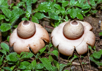 Arched earthstar (Geastrum fornicatum), star mushroom next to green plants in the forest
