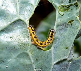 Green caterpillar of the cabbage white butterfly (Pieris brassicae) on cabbage leaves