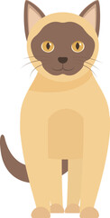 Adorable burmese cat breed standing on white background, domestic animal