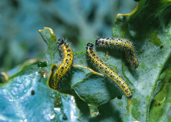 Green caterpillar of the cabbage white butterfly (Pieris brassicae) on cabbage leaves