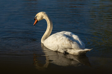 cigno bianco, visto di schiena e di profilo, illuminato di lato dal sole, mentre si sposta lentamente lungo la superficie d'acqua di un piccolo lago, nel tardo pomeriggio, al tramonto