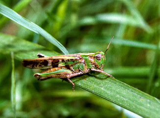 Oedaleus infernalis - grasshopper sitting on the grass