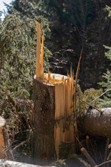 ceppo di un albero tagliato e parzialmente spaccato, con tante schegge di legno, in un bosco di...
