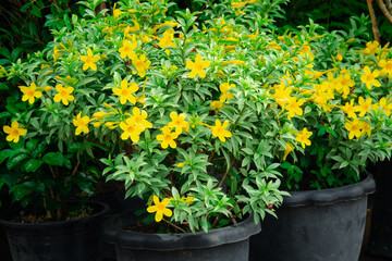 A bunch of yellow flowers in a black pot