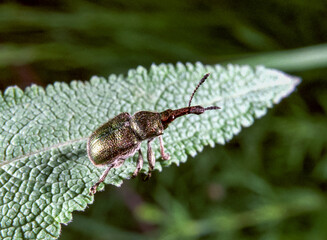 Rhynchites bacchus - weevil beetle on the tip of a leaf