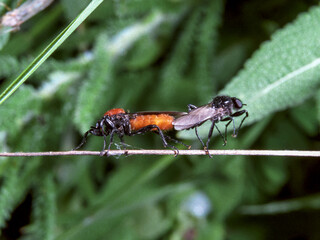 Marchfly Bibio hortulanus - mating flies on a dry blade of grass