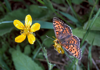 Euphydryas aurinia beckeri - butterfly on a flower with open wings