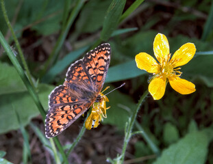 Euphydryas aurinia beckeri - butterfly on a flower with open wings