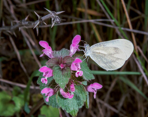 wood white butterfly (Leptidea sinapis), white butterfly sits on a flower