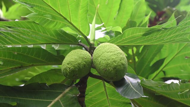 Breadfruits on tree. Breadfruit (Artocarpus altilis) is a species of flowering tree in the mulberry and jackfruit family (Moraceae)