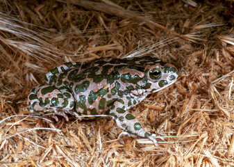 European green toad (Bufotes viridis), the most common amphibian species in southern Ukraine
