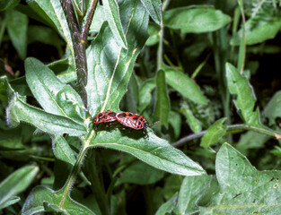 Eurydema ornata - mating bugs on a plant branch