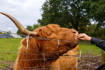 Portrait picture of a Highland cow.