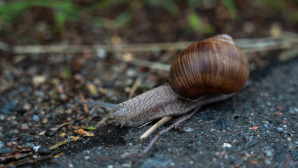 A snail crawling along the edge of an asphalt road
