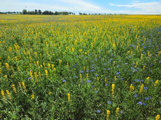 field of dandelions