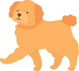 Golden doodle dog walking happily with a smile on a white background