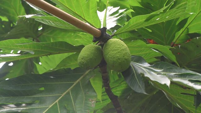 Harvesting breadfruits from tree. Breadfruit is a vegetable having culinary uses. Unripe breadfruit is used to make different type of dishes.