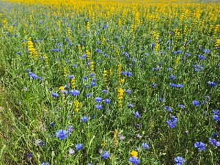 field of flowers