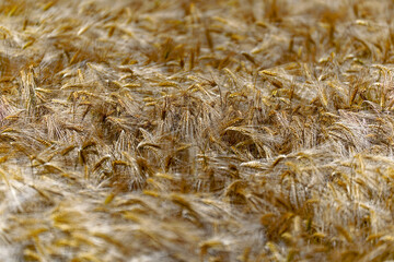 Close-up of gold colored grain field near Swiss airport Zürich Kloten in bright sunlight on a spring day. Photo taken June 15th, 2024, Zurich, Switzerland.