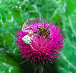 Thomisus sp., crab spiders, a spider sits on a plant and lies in wait for its prey