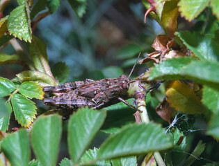 Large brown grasshopper among green leaves