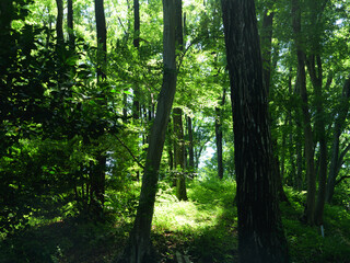 日本、初夏の森