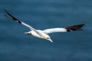 Northern Gannet, Morus bassanus, birds in flight over cliffs, Bempton Cliffs, North Yorkshire, England