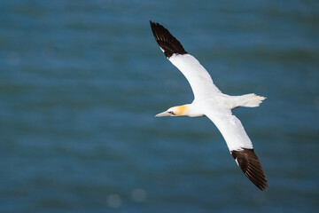 Northern Gannet, Morus bassanus, birds in flight over cliffs, Bempton Cliffs, North Yorkshire, England