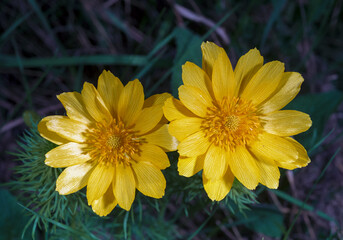 Adonis vernalis - spring pheasant's, yellow pheasant's eye, disappearing early blooming in spring among the grass